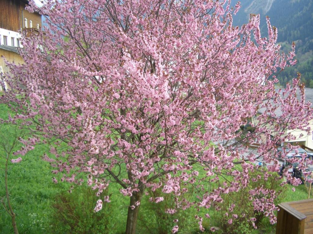Haus Brigitte - Preise Inclusive Pitztal Sommer Card Jerzens Luaran gambar
